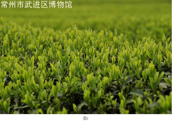 茶与茶文化